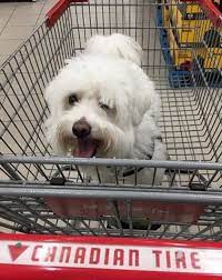 Are Dogs Allowed in Canadian Tire?